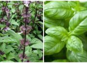 Daun Selasih: Si Kecil Aromatik dengan Segudang Khasiat Kesehatan