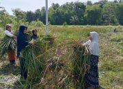 Inovasi Hijau: Ibu-Ibu KWT Gampong Ladang Manfaatkan Bak Ngom sebagai Mulsa Bawang Merah