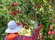 Peluang Kerja di Perkebunan New Zealand bagi Warga Indonesia