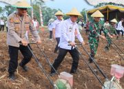 Lampung Utara Dukung Program Nasional, Gelar Penanaman Jagung Serentak di Cempaka Timur