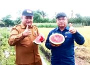 Panen Perdana Semangka Tanpa Biji di Simeulue: Wabup Nusar Amin Dorong Pemanfaatan Lahan Pekarangan