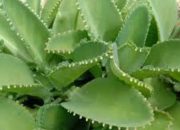 Manfaat Bunga Cocor Bebek: Tanaman Hias Serbaguna dengan Khasiat Herbal Mengagumkan