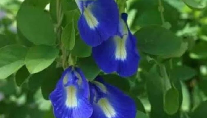Manfaat Bunga Telang: Keindahan Alami dengan Segudang Khasiat