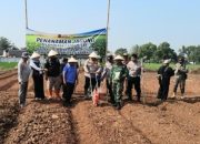 Polsek Ciasem Subang Ubah Lahan Sawah Jadi Perkebunan Jagung Unggul untuk Dukung Ketahanan Pangan Nasional
