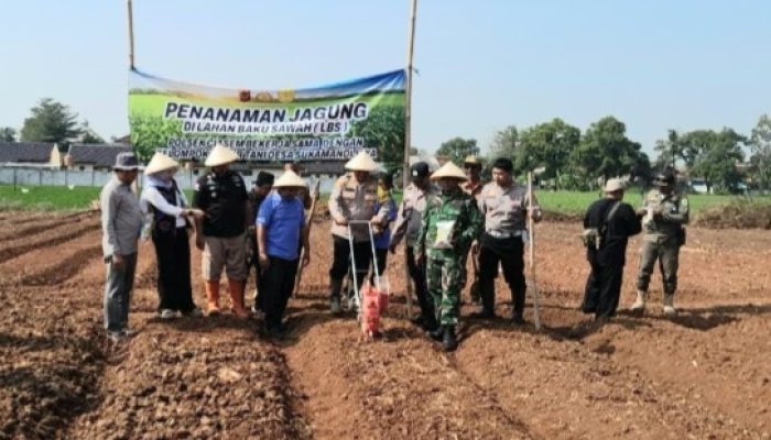 Polsek Ciasem Subang Ubah Lahan Sawah Jadi Perkebunan Jagung Unggul untuk Dukung Ketahanan Pangan Nasional
