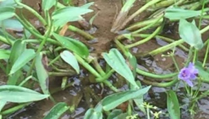 Manfaat Eceng Sawah: Tanaman Herbal Lokal yang Kaya Gizi dan Khasiat Kesehatan