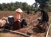 KWT Gampong Ladang Kembali Tanami Bawang Merah untuk Keempat Kalinya