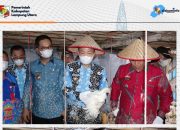 Panen Raya Ayam Potong dan Jagung di Lampung Utara, Pemkab Dorong Ketahanan Pangan