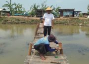 Permudah Akses Pertanian, Kuwu Suyanto bersama Warga Desa Jumbleng Perbaiki Jembatan 