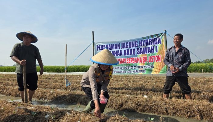 Ustadz Andi Boeton Bersinergi dengan Polsek Purwasari Tanam Jagung Hibrida Demi Ketahanan Pangan Karawang
