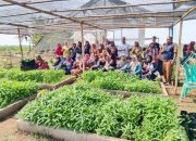 Empat KWT di Kecamatan Blanakan Gelar Bimtek B2SA, Dorong Ketahanan Pangan Berkelanjutan