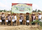 Dukung Program Ketahanan Pangan Nasional, Polres Tulang Bawang Gelar Panen Raya Jagung Bersama Forkopimda