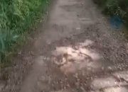 Jalan Penghubung Tiga Dusun di Suka Maju Rusak Parah, Warga Harap Kades Ngadiran Bertindak