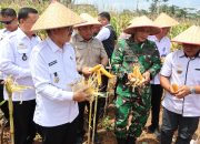 Bupati Lampung Utara Hadiri Panen Raya Jagung BUMDes di Abung Selatan
