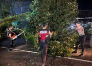 Respons Cepat Polisi, Pohon Tumbang di Jalintim Berhasil Dievakuasi