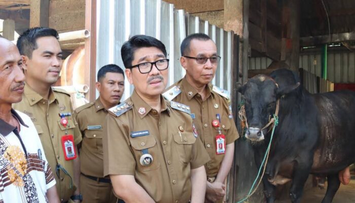 Bupati Lampung Utara Tinjau Sapi Kurban Presiden Prabowo Subianto Seberat 957 Kg