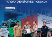 Lampung Ekspor 3.330 Ton Tapioka ke Tiongkok, Dorong Hilirisasi Singkong Global