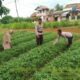 Kanit Binmas Sambangi Lahan Pangan Bergizi Warga Baradatu