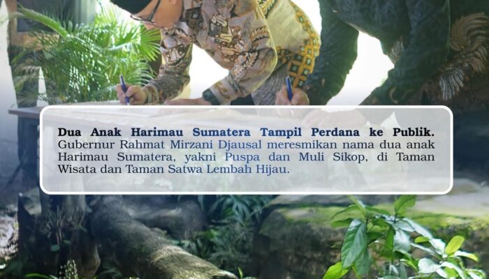 Gubernur Lampung Saksikan Pemunculan Dua Anak Harimau Sumatera