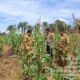 Polsek Bagan Sinembah Aktif Mengecek Lahan Pertanian, Dukung Ketahanan Pangan Nasional