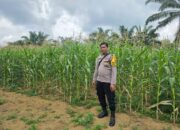 Polsek Bagan Sinembah Tancap Gas Dukung Asta Cita Presiden, Jagung Pipil Tumbuh Subur di Lahan Ketahanan Pangan
