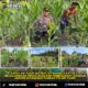 Kapolsek Pujud Cek Perkembangan Program Ketahanan Pangan Penanaman Jagung di Tanjung Medan
