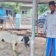 Kurban Idul Adha, PT Kawaguchi Bantu Masjid Miftahul Falah Indramayu