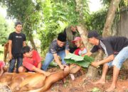 Polres Lampung Utara Sembelih 8 Hewan Kurban pada Idul Adha 1447 H