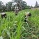 Polsek Bagan Sinembah Tancap Gas Dukung Ketahanan Pangan Nasional