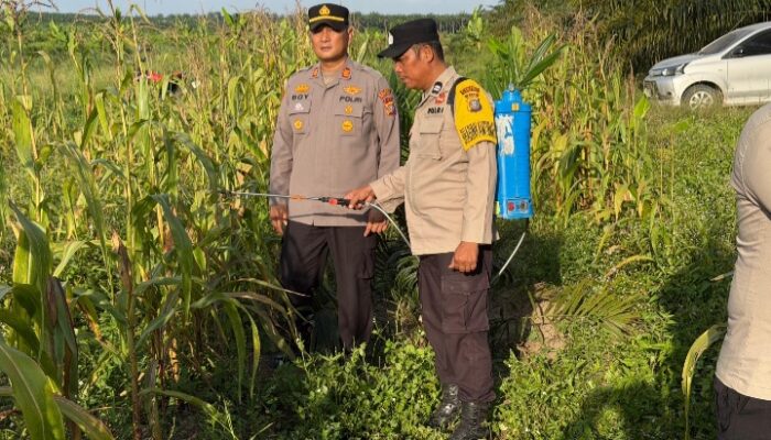 Polsek Pujud Laksanakan Perawatan Tanaman Jagung Program Ketahanan Pangan di Pondok Kresek