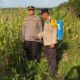 Polsek Pujud Laksanakan Perawatan Tanaman Jagung Program Ketahanan Pangan di Pondok Kresek