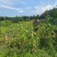 Polsek Pujud Cek Perkembangan Jagung Ketahanan Pangan, Dukung Program Asta Cita Presiden di Tanjung Medan