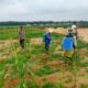 Polsek Pujud Cek Perkembangan Tanaman Jagung Program Ketahanan Pangan Dukung Asta Cita Presiden