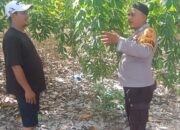 Bhabinkamtibmas Menggala Perkuat Ketahanan Pangan Bersama Petani