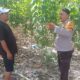 Bhabinkamtibmas Menggala Perkuat Ketahanan Pangan Bersama Petani