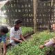 Bhabinkamtibmas Polsek Menggala Dorong Ketahanan Pangan Lewat Pekarangan