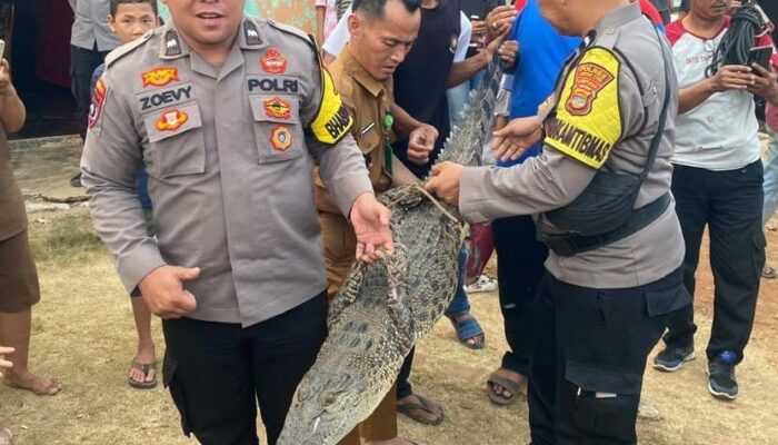 Polisi dan Damkar Evakuasi Buaya di Kotabumi Ilir