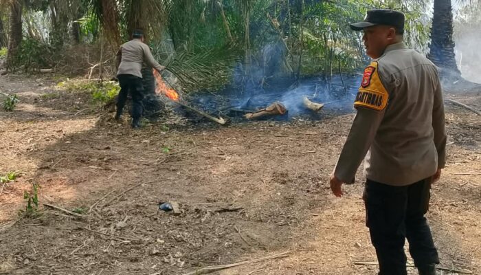 Kebakaran 4 Hektare Lahan Sawit di Tulang Bawang Berhasil Dipadamkan